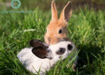 Top 60 Kaninchennamen