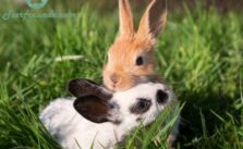 Top 60 Kaninchennamen