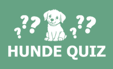 Hunde Quiz