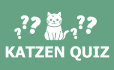 Katzen Quiz