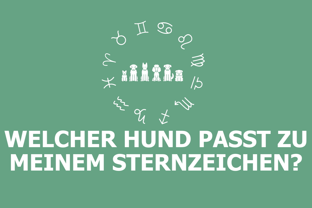 Sternzeichen Löwe Welcher Hund Passt Zu Mir Test: Welche Hunderasse passt zu meinem Sternzeichen? - tierfreunde.com