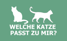 Test: Welche Katze passt zu mir?