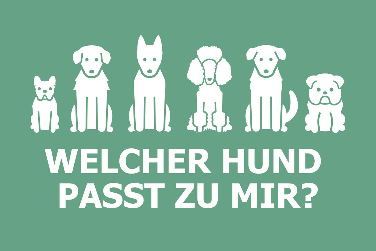 Welcher Hund Passt Zu Mir Test Kostenlos tierfreunde.com